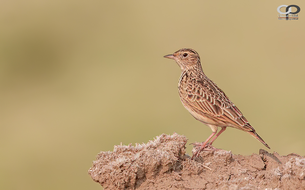 Oriental Sky Lark